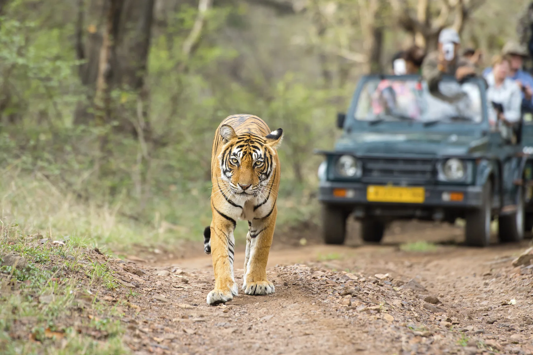 Ranthambhore Tiger Safari