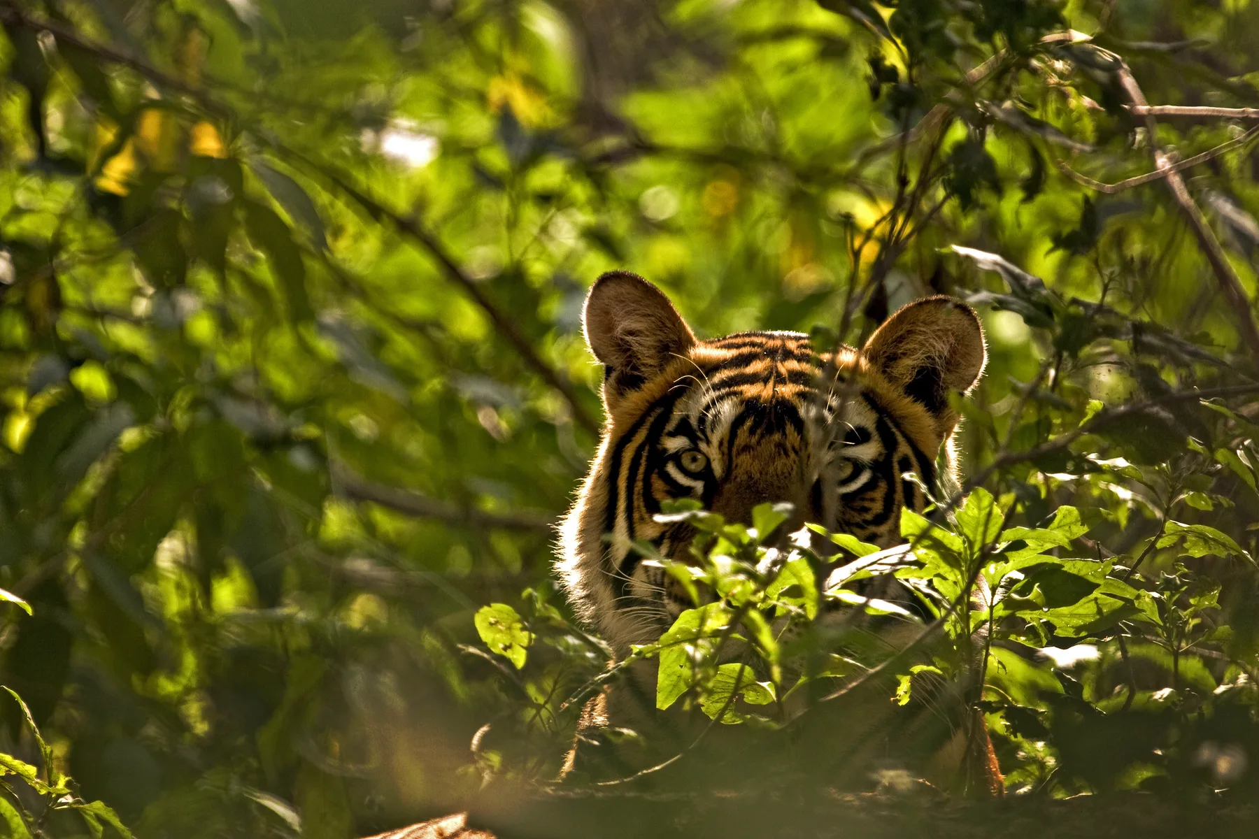 Offbeat Tiger Country: Tadoba, Pench & Satpura