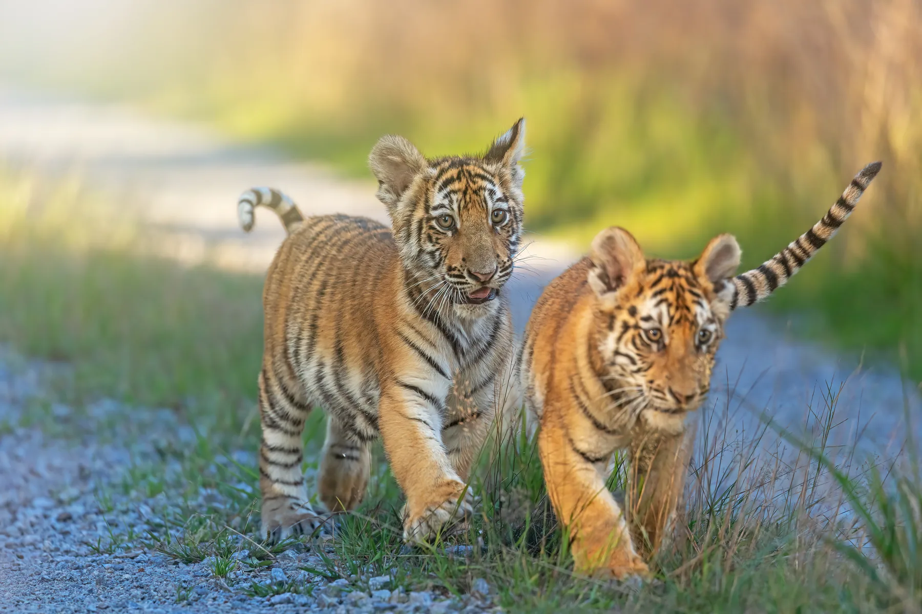 Golden Triangle with Ranthambhore
