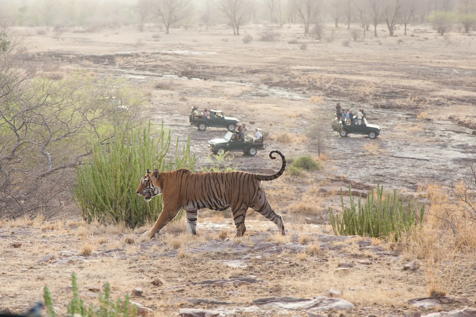 Bengal tiger in the dry forest landscape of Ranthambore