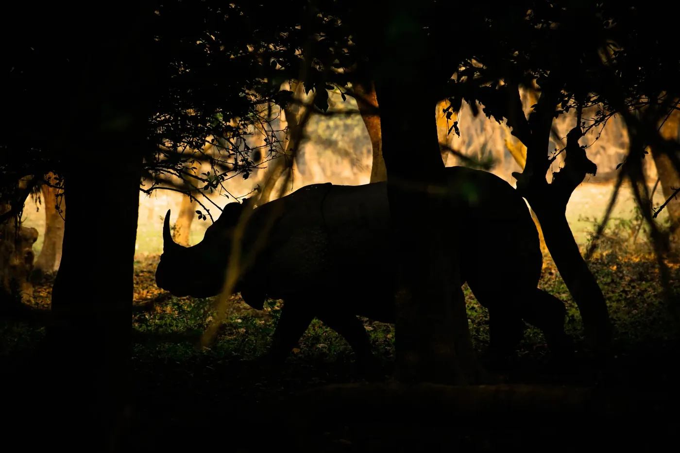 Elephant moving through an Indian forest landscape