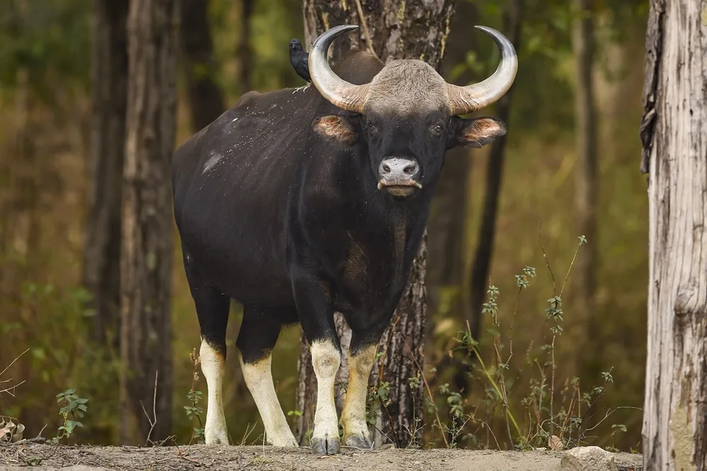 Indian gaur in a forest landscape