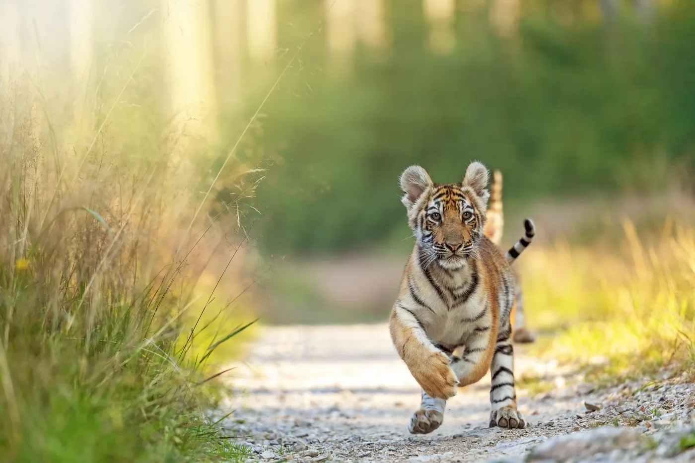 Tiger safari in India