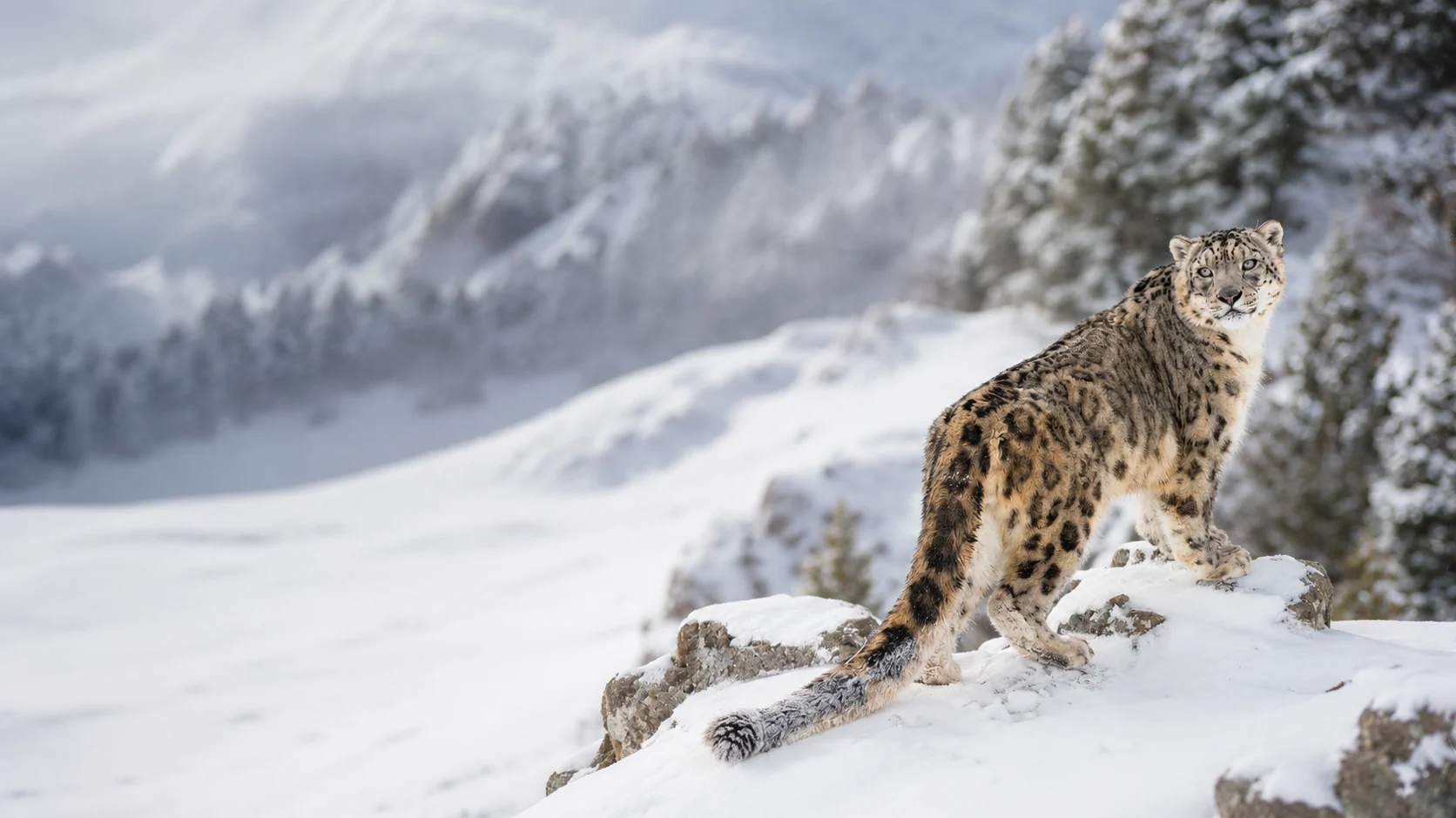 Snow leopard in the winter mountains of Ladakh