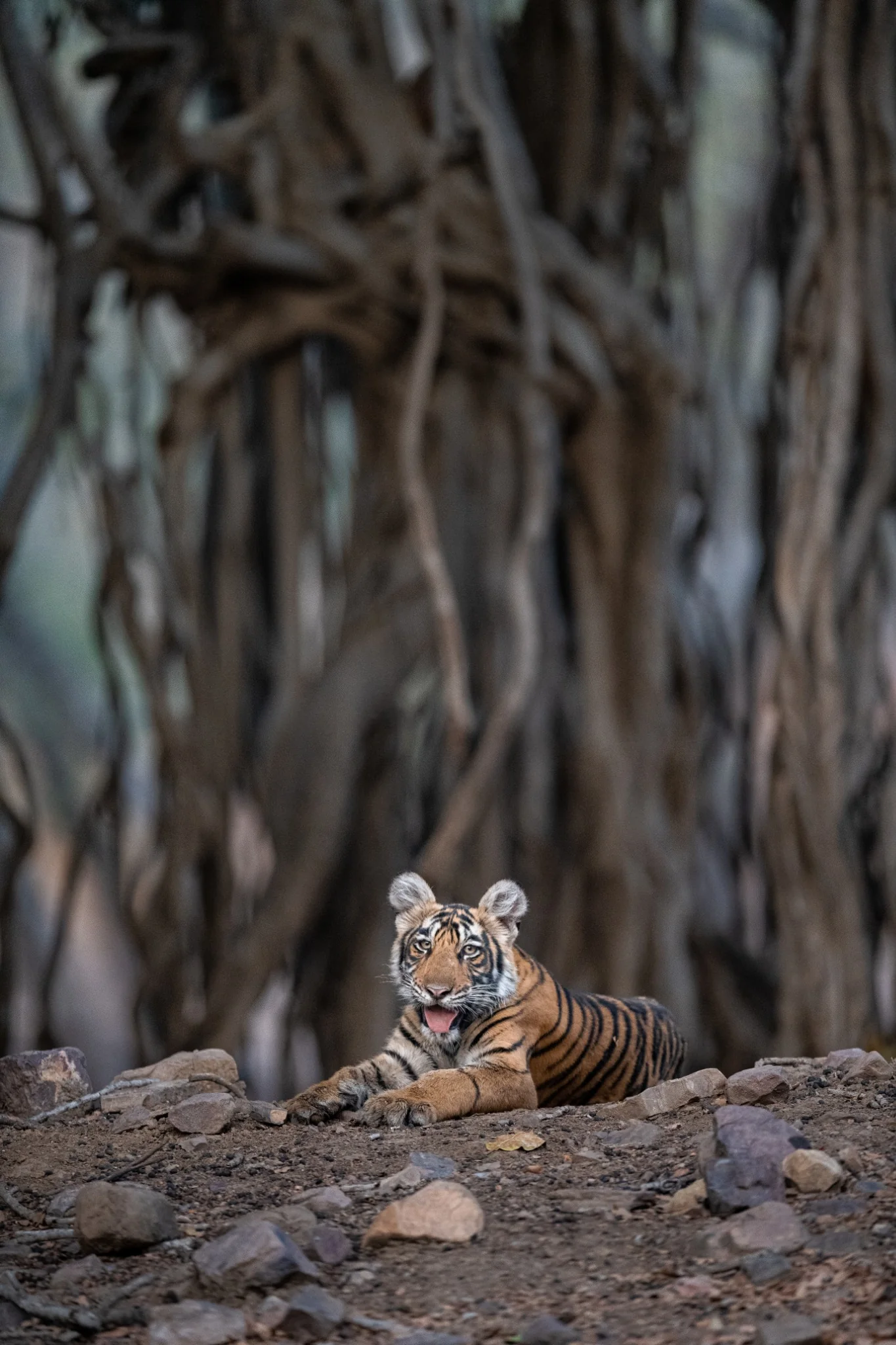 Tiger in Ranthambhore landscape