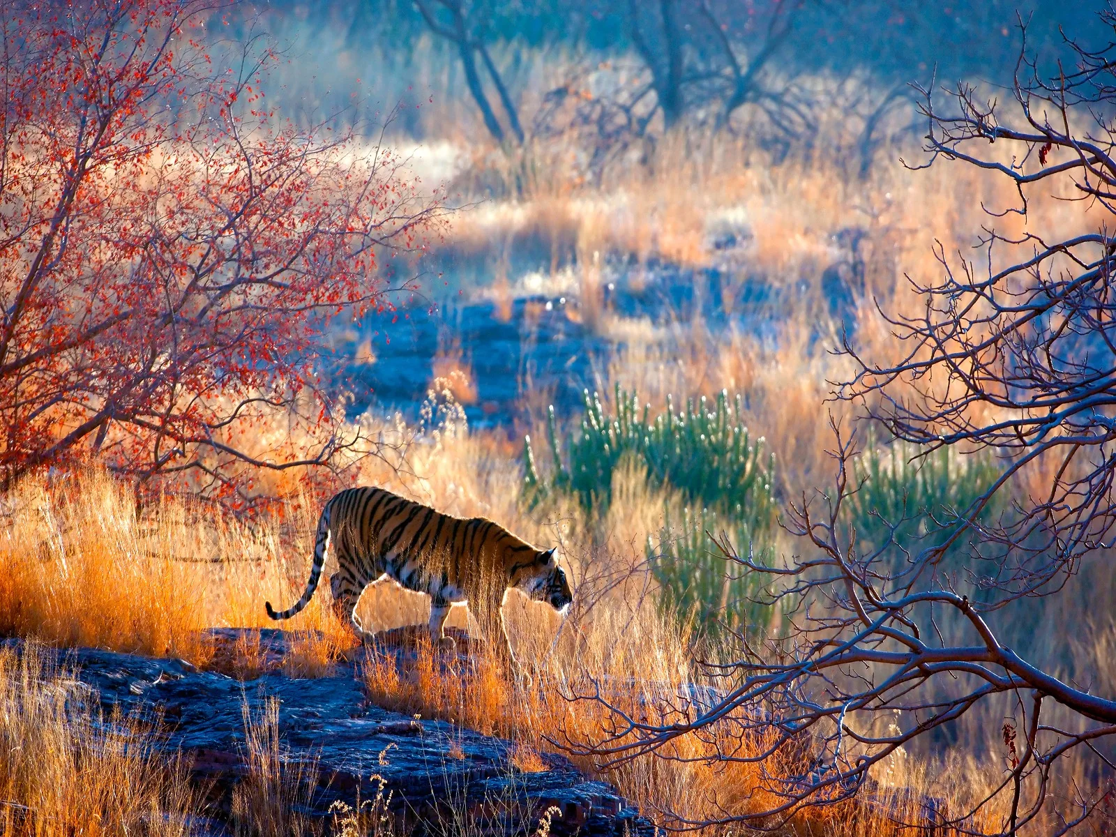 Bengal tiger moving through Ranthambore woodland