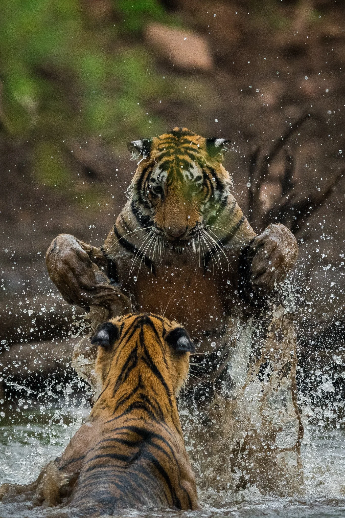 Two Bengal tigers meeting in a burst of water