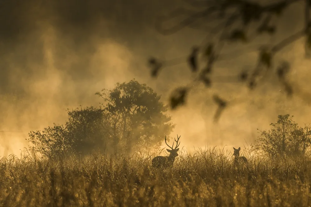 Deer emerging through morning mist in an Indian forest