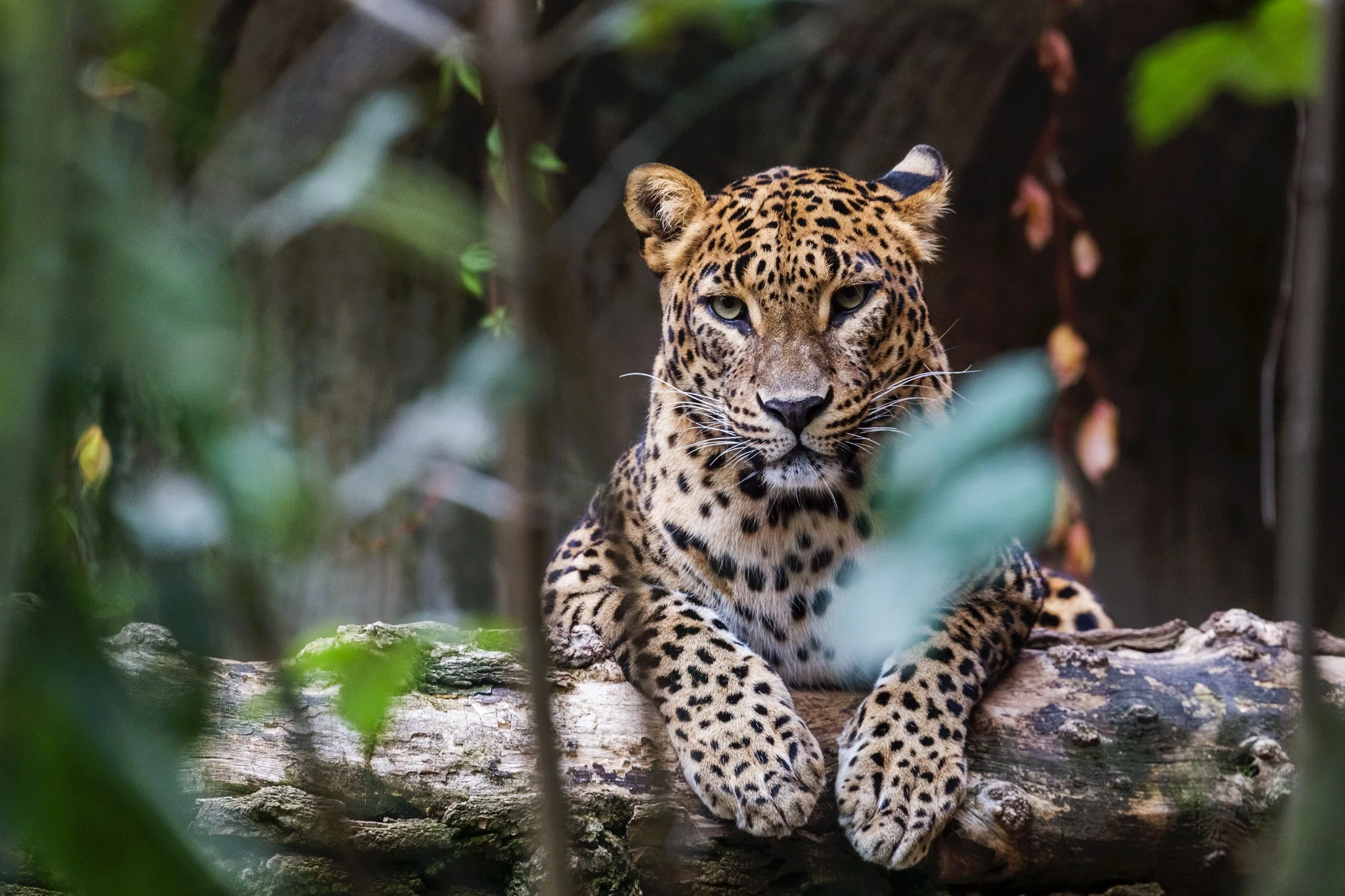 Indian leopard resting within forest cover