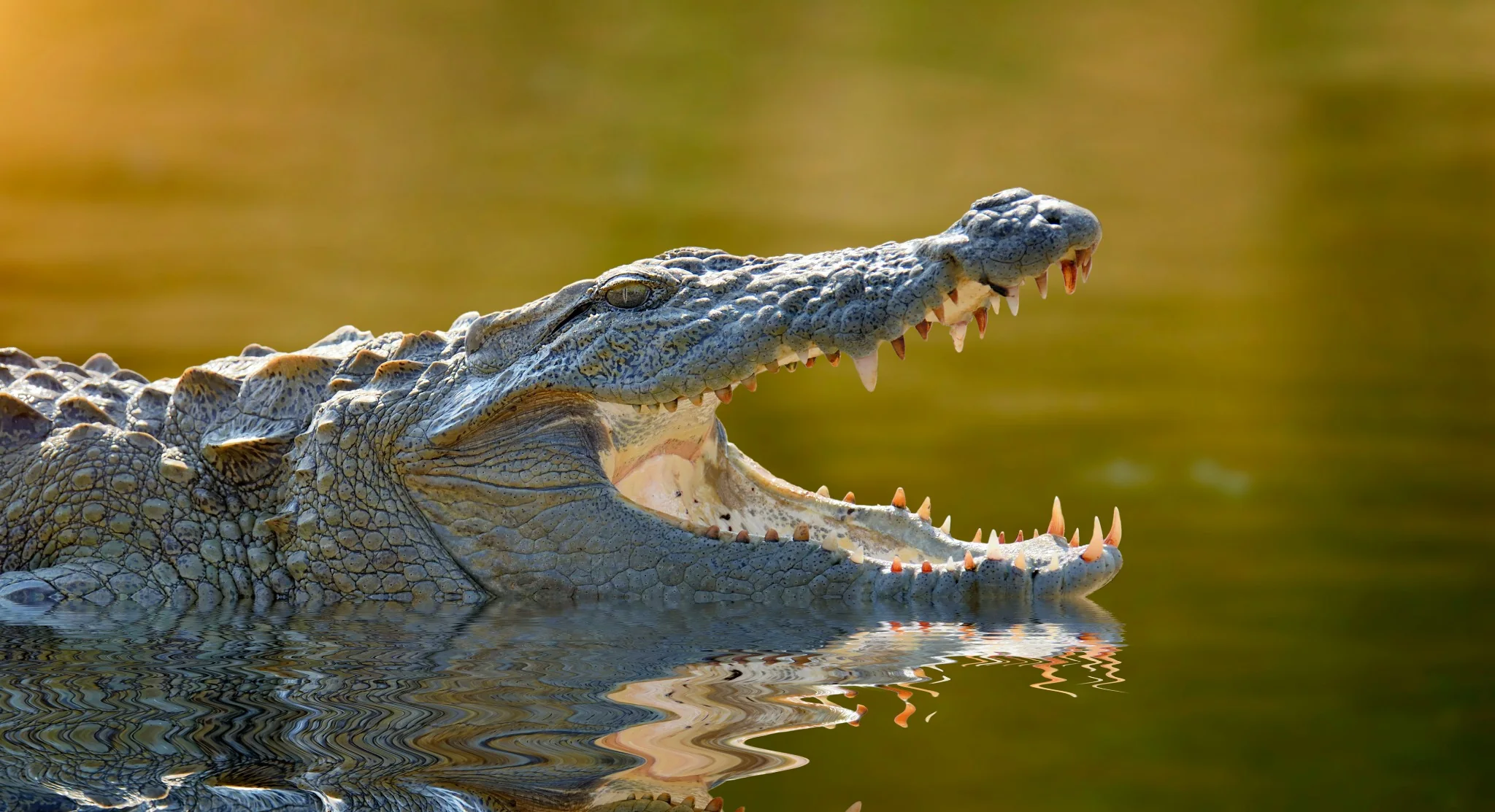 Mugger crocodile at the waterline in India