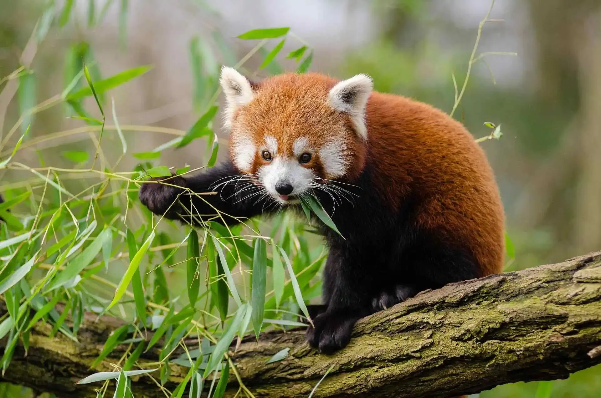 Red panda feeding among bamboo in the Eastern Himalaya