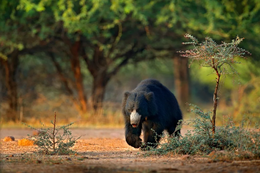 Sloth bear walking through an Indian forest